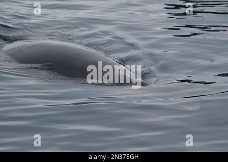 Petit rorqual en Antarctique Banque D'Images