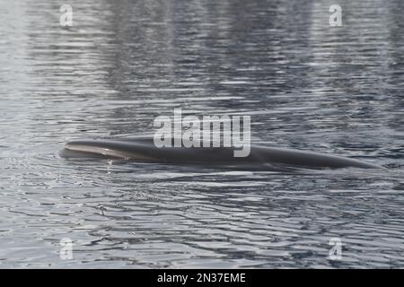 Petit rorqual en Antarctique Banque D'Images