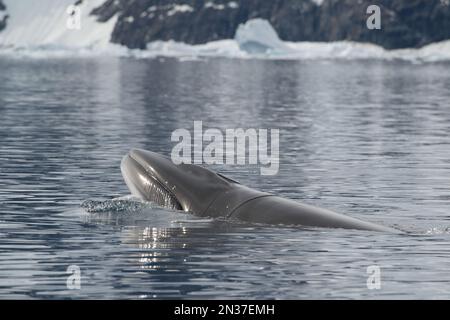 Petit rorqual en Antarctique Banque D'Images