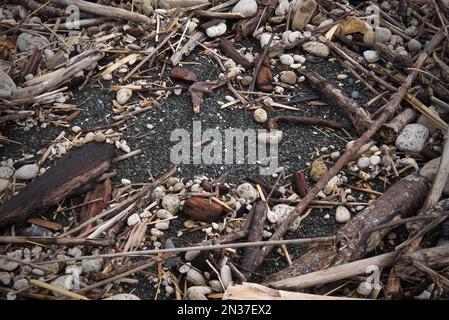 Driftwood et pierre ponce - plage Banque D'Images