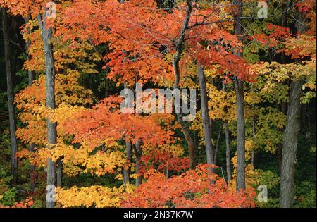 Arbres en automne, le parc de la Gatineau, Québec, Canada Banque D'Images