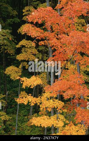 Arbres en automne, le parc de la Gatineau, Québec, Canada Banque D'Images