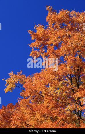 Les érables à l'automne, le parc de la Gatineau, Québec, Canada Banque D'Images