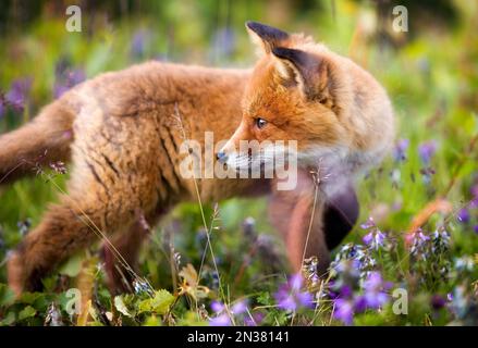 Portrait d'un beau et curieux Red Fox Cub rencontré près de Bekkarfjord à Laksefjorden, Finnmark, Norvège Banque D'Images