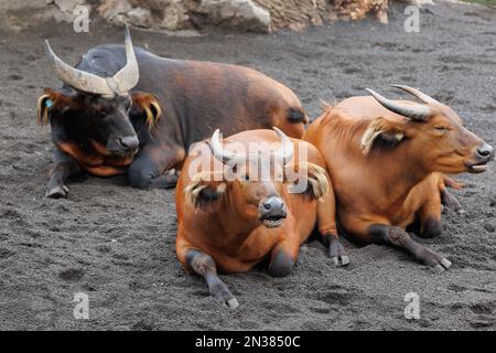 Le Buffalo forestier africain, Syncerus caffer nanus, également connu sous le nom de Buffalo nain ou Buffalo Congo. Banque D'Images