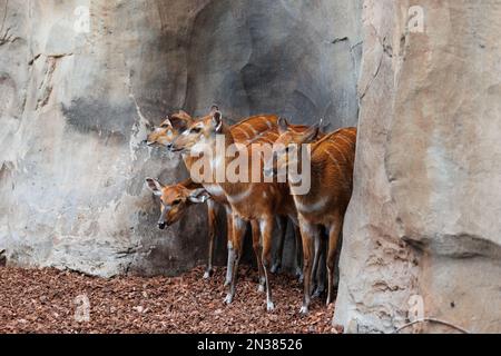 Jeunes ongos de l'est - Tragelaphus eurycerus - une forêt nocturne herviveuse Ungulate avec un manteau rougeâtre-brun et des cornes spiralées. Banque D'Images
