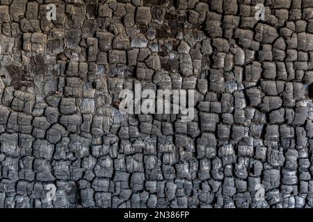 Texture de bois brûlé. Bois dur rayé brûlé Banque D'Images