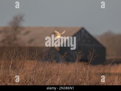 Une belle chouette de la Grange (Tyto Alba) chasse dans son habitat naturel, avec grange. Ensoleillé au-dessus des plantes de fenland. Cambridgeshire, Royaume-Uni Banque D'Images