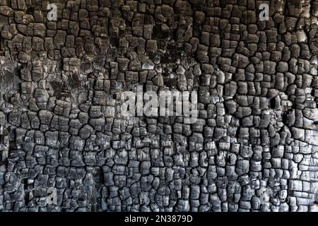 Texture de bois brûlé. Bois dur rayé brûlé Banque D'Images