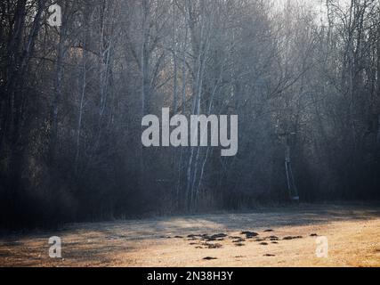 Les chasseurs se placent au bord de la forêt en Bavière, en Allemagne Banque D'Images