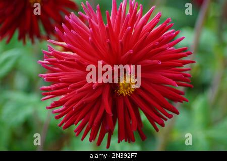 magnifique dahlia dans le jardin Banque D'Images