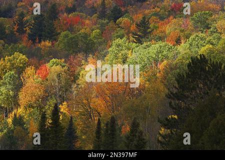 Forêt en Automne, lac Elmore, Vermont, Etats-Unis Banque D'Images