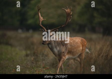 Un foyer sélectif du cerf de Virginie européen (Dama dama) avec de grandes cornes marchant dans le champ dans la journée Banque D'Images