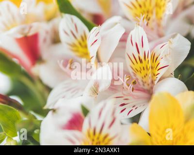 Photo macro des fleurs colorées de l'Alstroemeria. Fond de source naturel avec fleurs blanches et jaunes. Banque D'Images