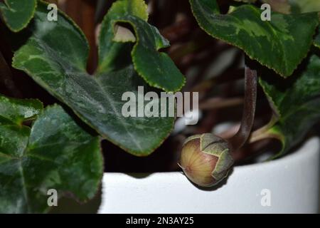 Gros plan sur la dosette de cyclamen Banque D'Images