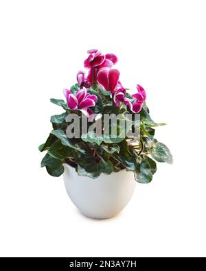 Plante perse de Cyclamen en pot de fleur isolée sur fond blanc Banque D'Images