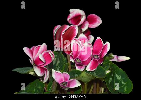 Fleurs perses du Cyclamen (Cyclamen persicum) isolées sur fond noir Banque D'Images
