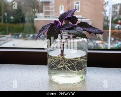 Propagation par enracinement d'une plante de Gynura à feuilles violettes dans un verre d'eau. La plante est connue comme la passion pourpre. Banque D'Images
