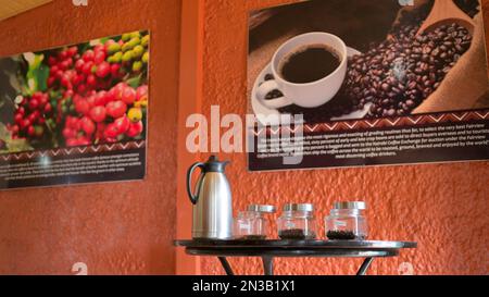 Le Kenya est un important producteur et fournisseur de café - ferme de café Fairview Estate à Kimbu, Nairobi KE Banque D'Images