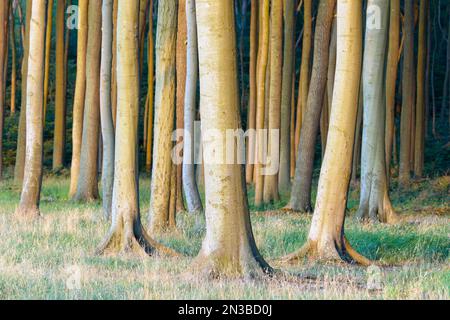 Forêt de hêtres au coucher du soleil, la forêt des fantômes (Gespensterwald), Nienhagen, mer Baltique, Bade-Wurtemberg, Rhénanie-Palatinat, Allemagne Banque D'Images