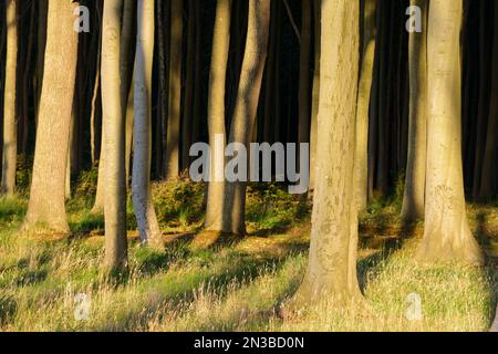 Forêt de hêtres au coucher du soleil, la forêt des fantômes (Gespensterwald), Nienhagen, mer Baltique, Bade-Wurtemberg, Rhénanie-Palatinat, Allemagne Banque D'Images