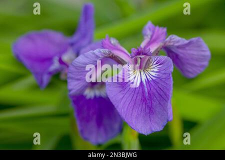 Gros plan d'un iris violet (Iris setosa) en fleurs en été, Anchorage ; Alaska, États-Unis d'Amérique Banque D'Images