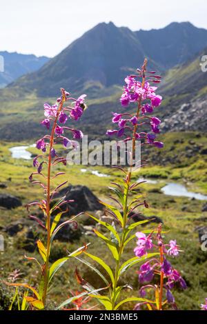 le feu à contre-jour (Chamaenerion angustifolium) en fleurs, un jour d'été dans le col Hatcher avec les montagnes Talkeetna et Fairangel Creek en arrière-plan Banque D'Images