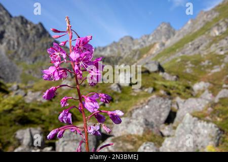 Gros plan de fireweed (Chamaenerion angustifolium) en pleine floraison lors d'une journée ensoleillée d'été dans la vallée de l'Archange dans le col de Hatcher avec le mont Talkeetna... Banque D'Images