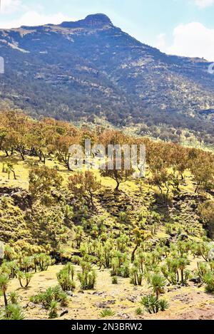 Pic de montagne et champ d'arbres et de plantes dans le parc national des montagnes Simien dans le nord de l'Éthiopie; Éthiopie Banque D'Images