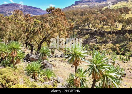 Champ d'arbres et de plantes dans le parc national des montagnes Simien, dans le nord de l'Éthiopie; Éthiopie Banque D'Images