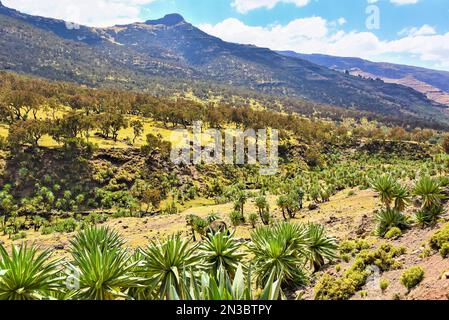 Pic de montagne et champ d'arbres et de plantes dans le parc national des montagnes Simien dans le nord de l'Éthiopie; Éthiopie Banque D'Images