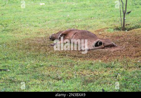 Capybara tué dans la décomposition avec plusieurs mouches si nourri des déchets, Hydrochoerus hydrochaeris. Banque D'Images