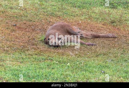 Capybara tué dans la décomposition avec plusieurs mouches si nourri des déchets, Hydrochoerus hydrochaeris. Banque D'Images