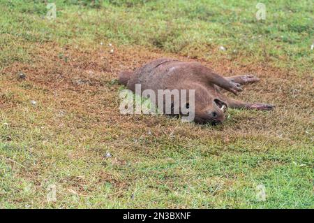 Capybara tué dans la décomposition avec plusieurs mouches si nourri des déchets, Hydrochoerus hydrochaeris. Banque D'Images