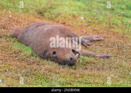 Capybara tué dans la décomposition avec plusieurs mouches si nourri des déchets, Hydrochoerus hydrochaeris. Banque D'Images