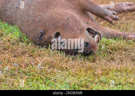 Capybara tué dans la décomposition avec plusieurs mouches si nourri des déchets, Hydrochoerus hydrochaeris. Banque D'Images