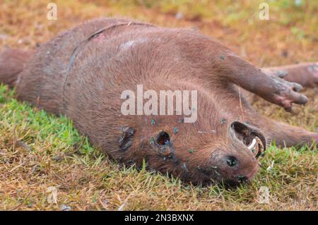 Capybara tué dans la décomposition avec plusieurs mouches si nourri des déchets, Hydrochoerus hydrochaeris. Banque D'Images