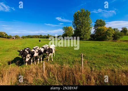 Vaches Holstein (Bos taurus taurus), troupeau de vaches tachées noires et blanches debout dans un champ herbacé dans les Cantons de l'est; Québec, Canada Banque D'Images