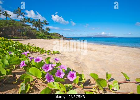 Palau'EA Beach également connu sous le nom de White Rock Beach avec Beach Morning Glories (Ipomoea pes-caprae) au premier plan à Makena sur l'île de Maui Banque D'Images