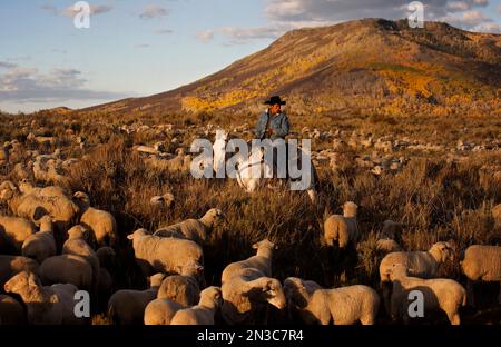 Un cheval autrefois sauvage travaille maintenant dans la gamme Wyoming avec un berger; Savery, Wyoming, États-Unis d'Amérique Banque D'Images
