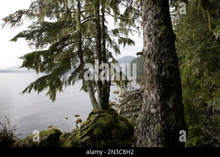 Les arbres de la forêt nationale de Tongass, qui est une forêt pluviale tempérée, poussent sur un rivage rocheux recouvert de mousse près du détroit de Sitka Banque D'Images