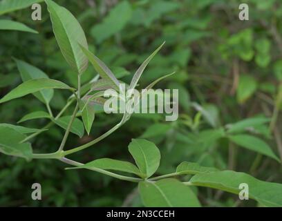 Feuilles et tiges d'une branche de cinq feuilles d'arbre chaste (Vitex Negundo). Cette plante, également connue sous le nom de Nika au Sri Lanka Banque D'Images