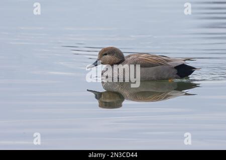 Gadwall (Mareca strespera) à Morton Loch, Fife, Écosse. Banque D'Images