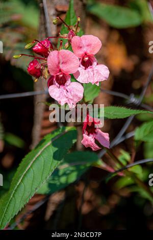 Impatiens glandulifera, le balsam himalayan, est une grande plante annuelle originaire de l'Himalaya Banque D'Images
