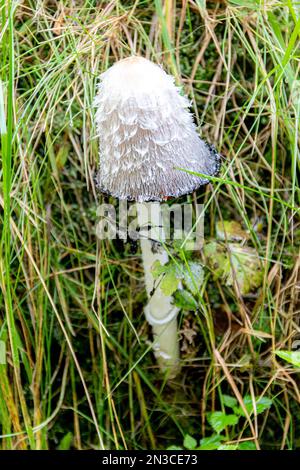 Coprinus comatus, le cap d'encre shaggy, avocat, la perruque ou shaggy mane, est un champignon commun de plus en plus souvent sur les pelouses, le long des routes de gravier et les sources de déchets Banque D'Images