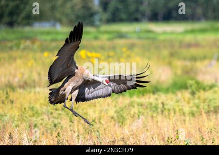 Grue de sable (Antigone canadensis) atterrissant dans un champ avec des ailes déployées au refuge migratoire de sauvagine de Creamer's Field Banque D'Images