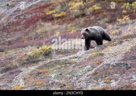Ours grizzli (Ursus arctos horribilis) marchant à travers la végétation colorée de l'automne sur la toundra en automne Banque D'Images