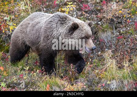 Portrait en gros plan d'un grizzli (Ursus arctos horribilis) marchant à travers la végétation colorée de l'automne sur la toundra en automne Banque D'Images