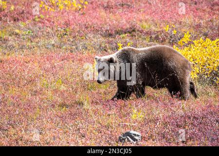 Portrait d'un grizzli (Ursus arctos horribilis) marchant à travers la végétation colorée de l'automne sur la toundra en automne Banque D'Images