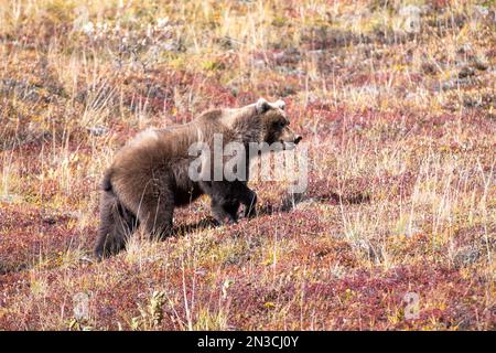 Ours grizzli (Ursus arctos horribilis) marchant à travers la végétation colorée de l'automne sur la toundra en automne Banque D'Images